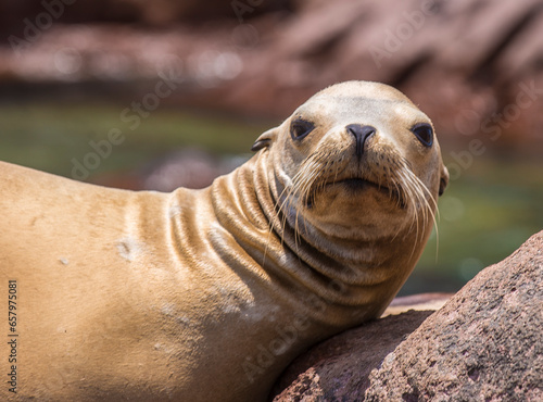 Young sea lion posing for the camera on Espiritu Santo Island in La Paz Baja California Sur. Mexico