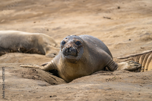 Elephant seal on the beach. Wildlife photography.
