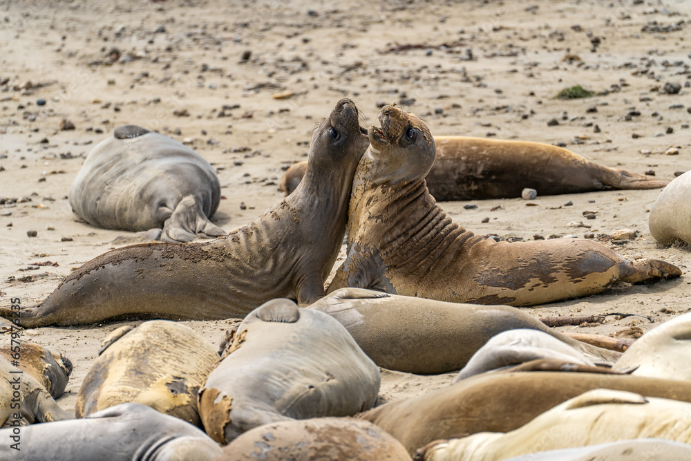 Fototapeta premium Elephant seals roar at each other, Point Reyes, California