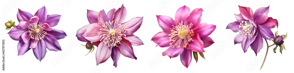 Aquilegia  Flower Hyperrealistic Highly Detailed Isolated On Plain White Background
