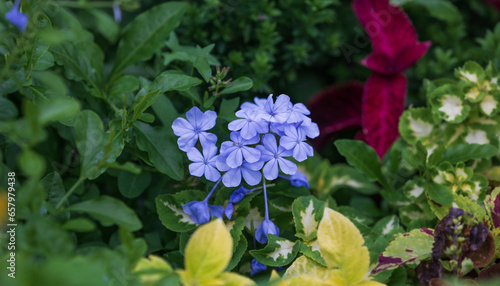Purple-petaled Plumbago. Plumbago auriculata, leadwort, Cape Leadwort, Blue Plumbago, Cape Plumbago