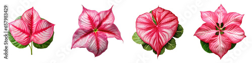 Caladium  Flower Hyperrealistic Highly Detailed Isolated On Plain White Background