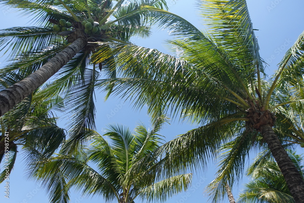 Blue Sky with Palm Trees in Thailand 青空と椰子の木 タイ Blue Sky with Palm Trees in Thailand 青空と椰子の木 タイ