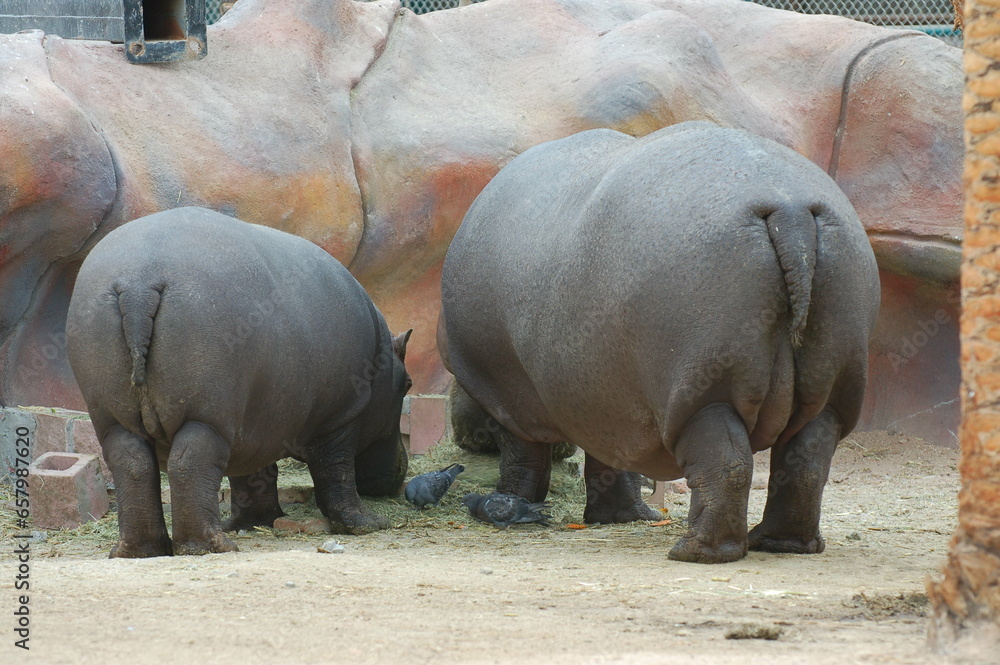 back of two hippos eating