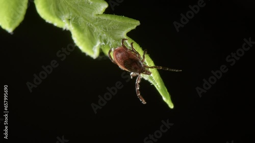 Questing of tick on leaf with its outstretched legs, waiting to grab onto a host photo