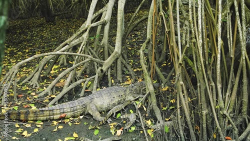 The Brazilian alligator known as Jacare do Papo Amarelo, takes care of four small babies alligators. photo
