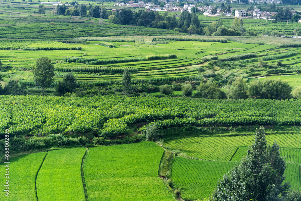 Aerial view of green rice fields and village