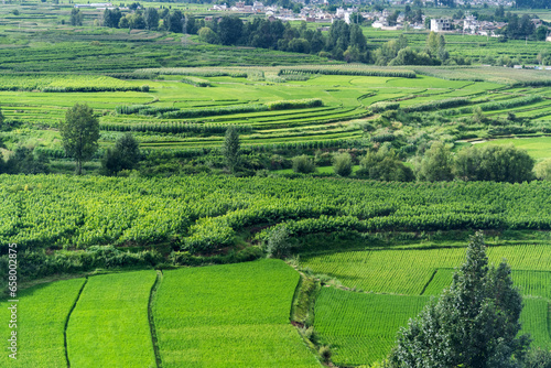 Aerial view of green rice fields and village