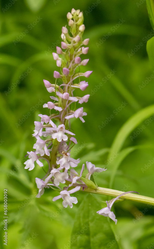 Fragrant Orchid (Gymnadenia conopsea) in natural habitat Fragrant Orchid (Gymnadenia conopsea) in natural habitat