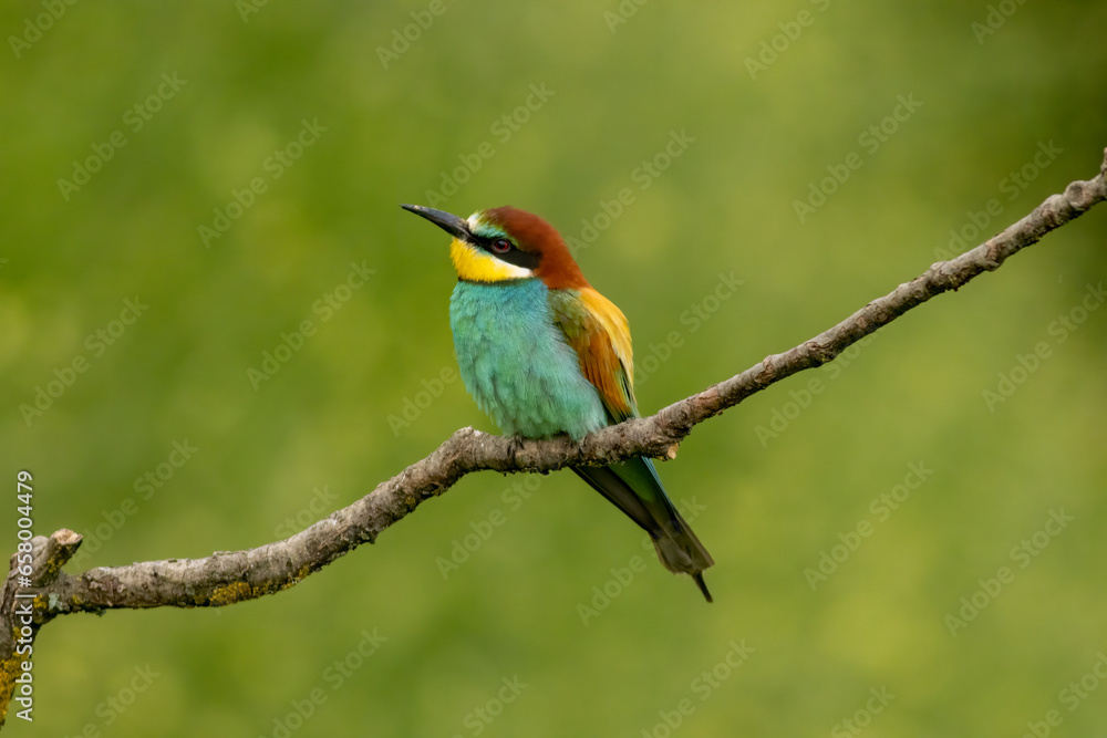 Common Bee-eater is one of the most beautiful bird in Europe Common Bee-eater is one of the most beautiful bird in Europe