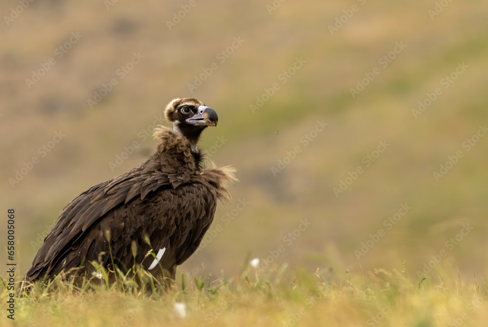Cinereous vulture sitting on feeding station Cinereous vulture sitting on feeding station