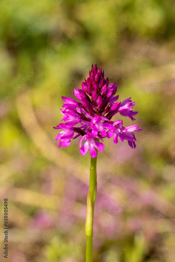 Pyramidal Orchid (Anacamptis pyramidalis) close up picture Pyramidal Orchid (Anacamptis pyramidalis) close up picture