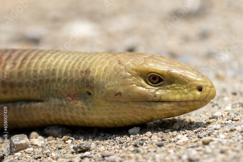 European Glass Lizard (Pseudopus apodus) close up photography photo
