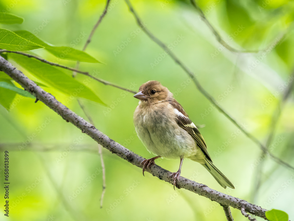 Common chaffinch female, Fringilla coelebs. Common chaffinch in wildlife. Common chaffinch female, Fringilla coelebs. Common chaffinch in wildlife.