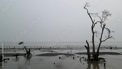Low Tide Revealed Mangrove Forest Roots Offshore Kuakata Sea Beach In Bangladesh. Pullback Shot photo