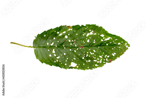 Plant disease. Holey leaf spot. Leaf of a diseased plant on a white background.