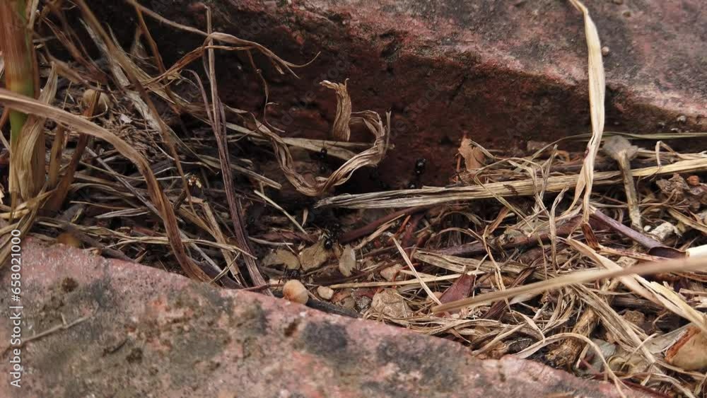 Amongst decaying and dead weeds Carpenter Ants are busy finding food Amongst decaying and dead weeds Carpenter Ants are busy finding food