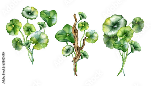 Set of centella asiatica, wooden branch composition watercolor illustration isolated on white. Pennywort, gotu kola herbal plants, cola, driftwood, snag hand drawn. Design element for package, label