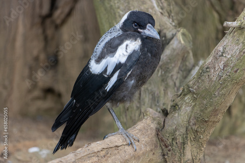 The Australian magpie, gymnorhina tibicen photo