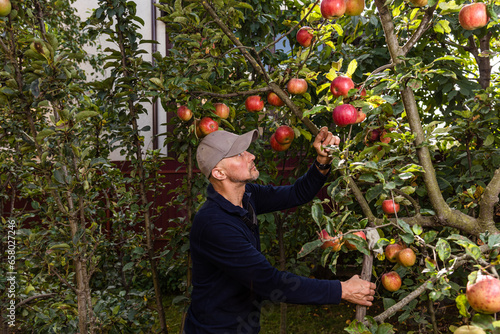 A man harvests apples, takes care of the trees and waters them