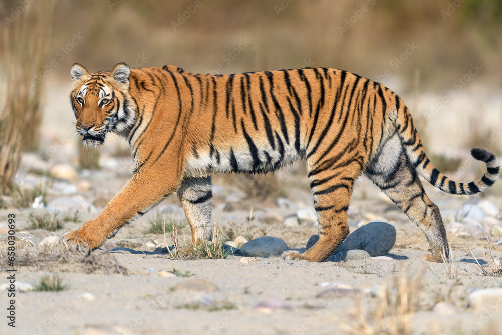 Obraz premium Side profile of a tigress passing through white sand riverbed at Jim Corbett National Park