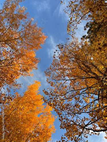 Looking up at golden and orange aspen trees on a sunny fall day 