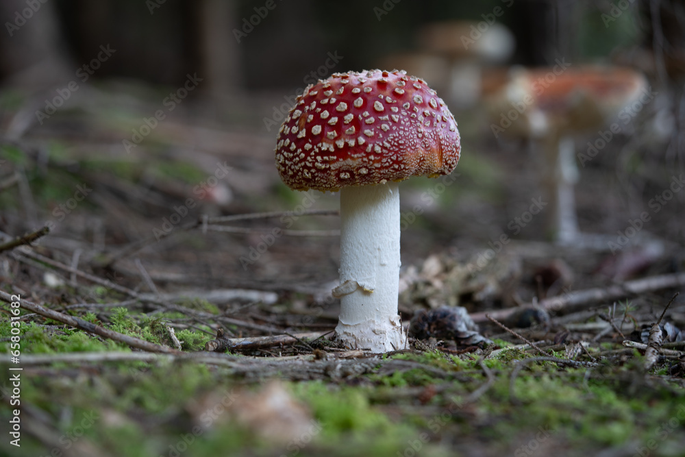 beautiful red toadstools stand in the forest beautiful red toadstools stand in the forest