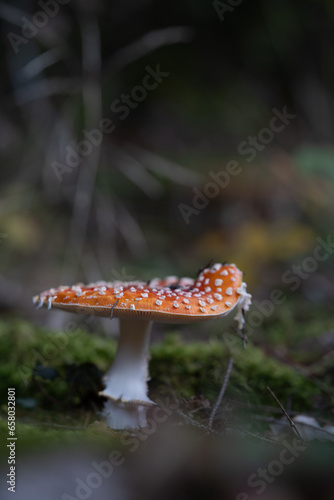 beautiful red toadstools stand in the forest