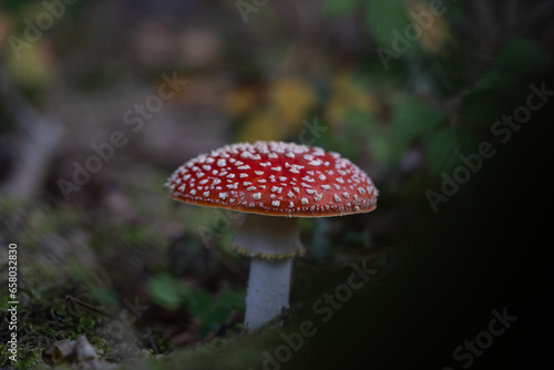 beautiful red toadstools stand in the forest