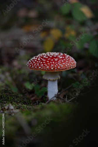beautiful red toadstools stand in the forest