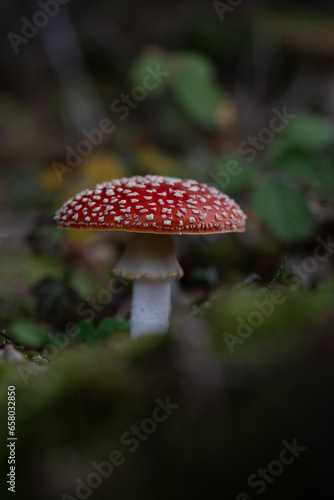 beautiful red toadstools stand in the forest