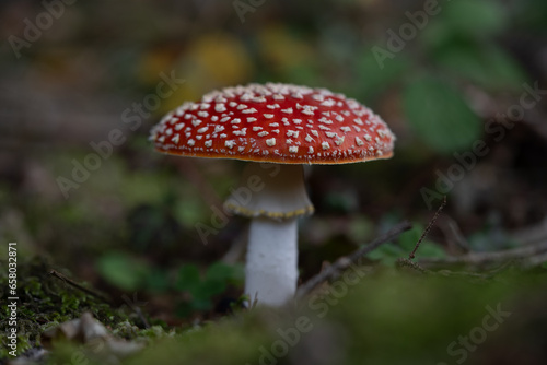 beautiful red toadstools stand in the forest