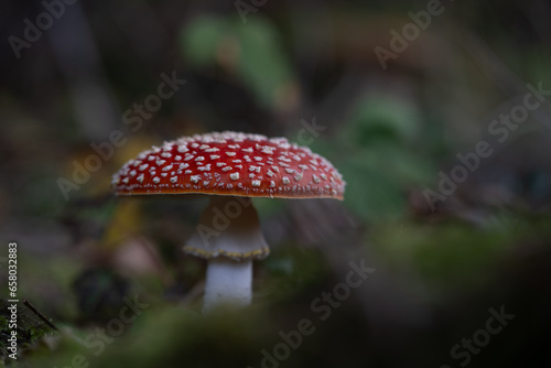 beautiful red toadstools stand in the forest