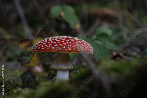 beautiful red toadstools stand in the forest photo