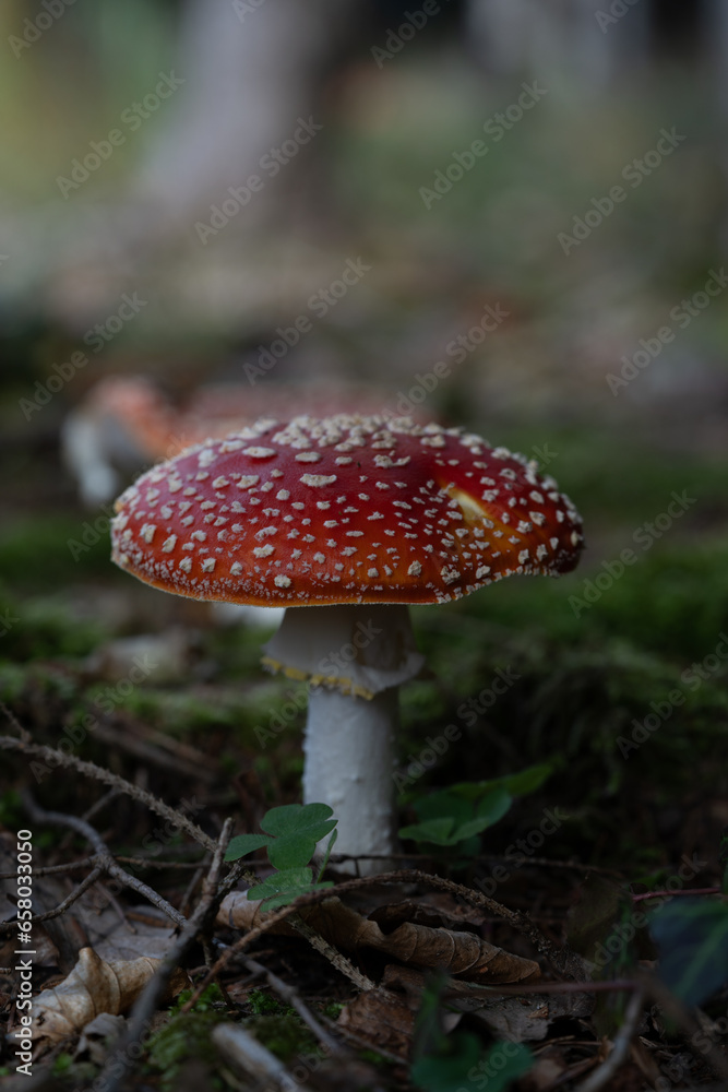 beautiful red toadstools stand in the forest beautiful red toadstools stand in the forest