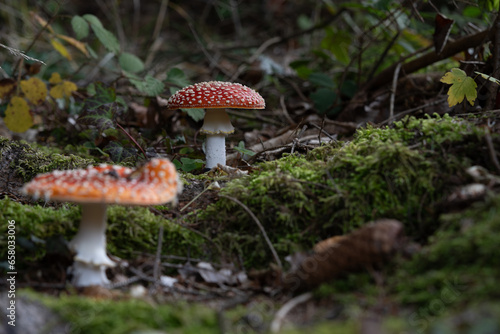 beautiful red toadstools stand in the forest