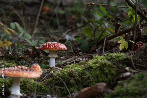 beautiful red toadstools stand in the forest