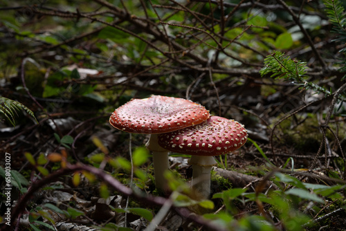 beautiful red toadstools stand in the forest