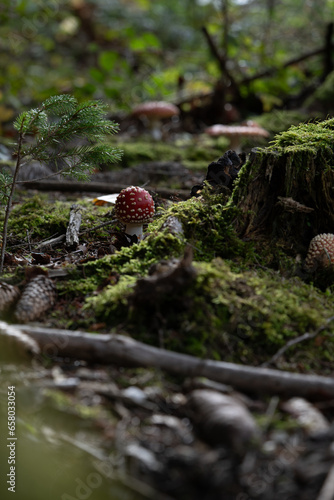 beautiful red toadstools stand in the forest