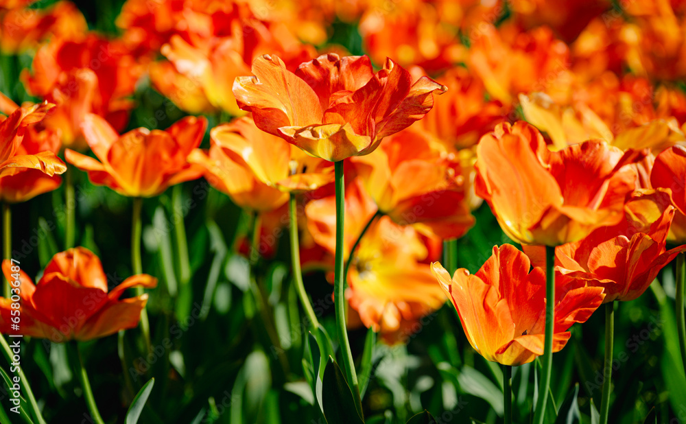 Tulip Flower in Garden.,Nature background. Tulip Flower in Garden.,Nature background.