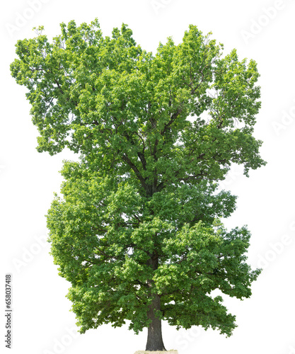 large oak tree with green foliage isolated on white