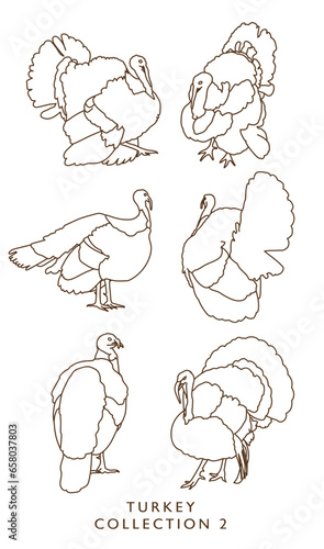 Turkey Illustration Outlines - Collection 2