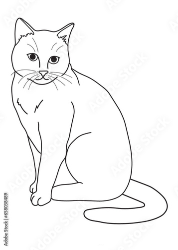 cat coloring