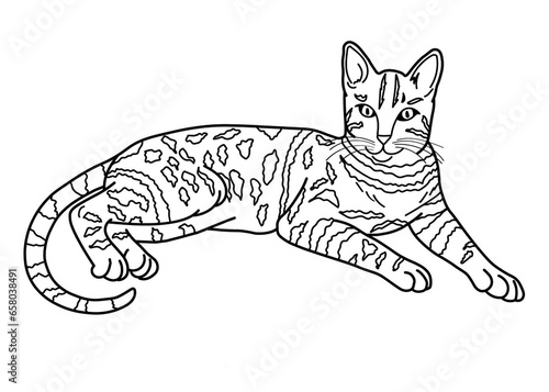cat coloring