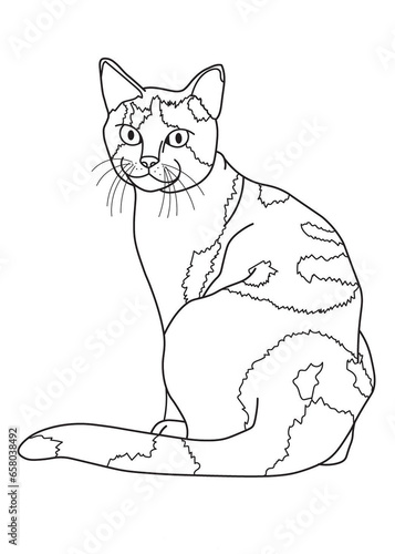 cat coloring