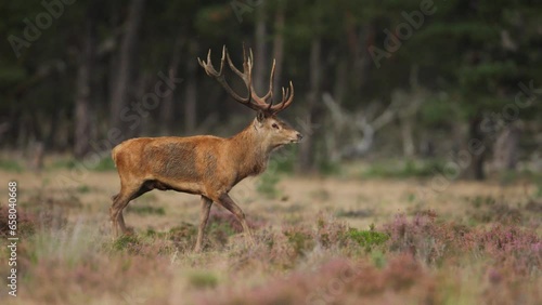 Red deer stag walking in glade with muddy coat. Shallow depth slomo cine shot photo