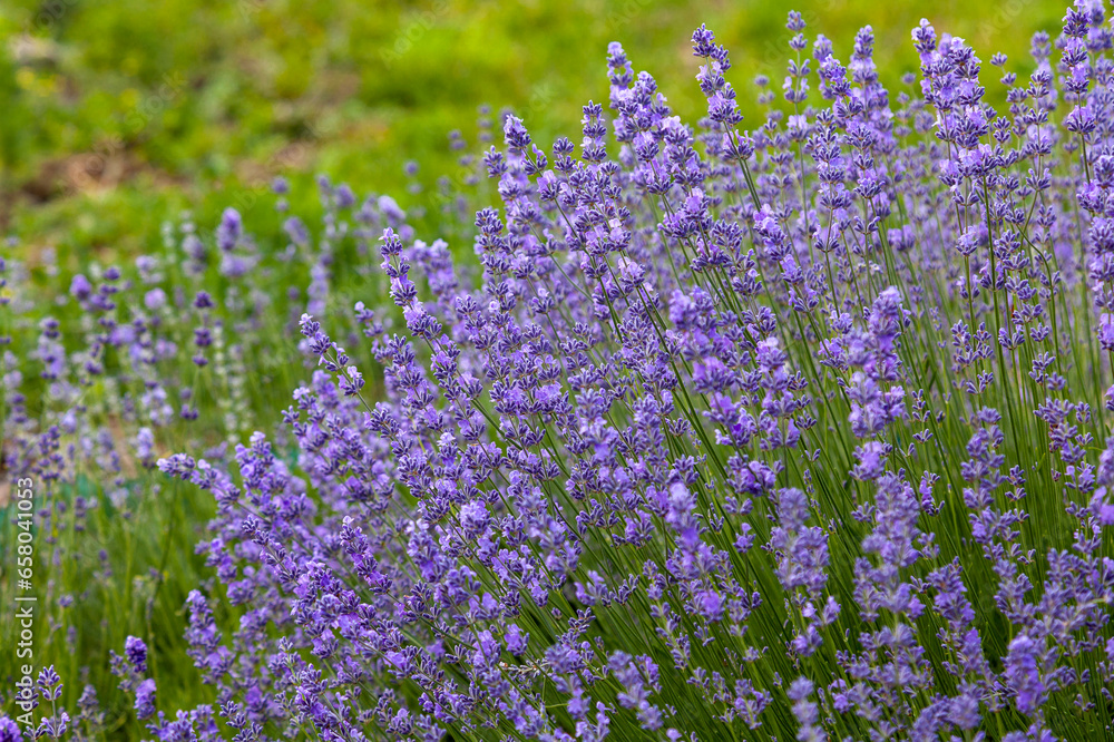Lush bushes of blooming lavender grow in the meadow