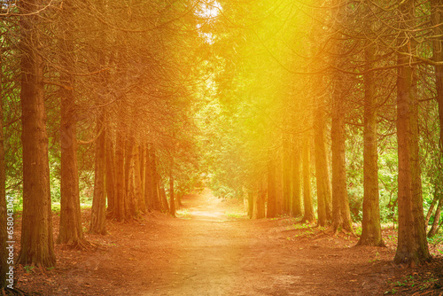 Walkway Lane Path Through Green Thuja Coniferous Trees In Forest. Beautiful Alley, Road In Park. Pathway, Natural Tunnel, Way Through Summer Forest. Amazing Scenic View Bright Sunbeams
