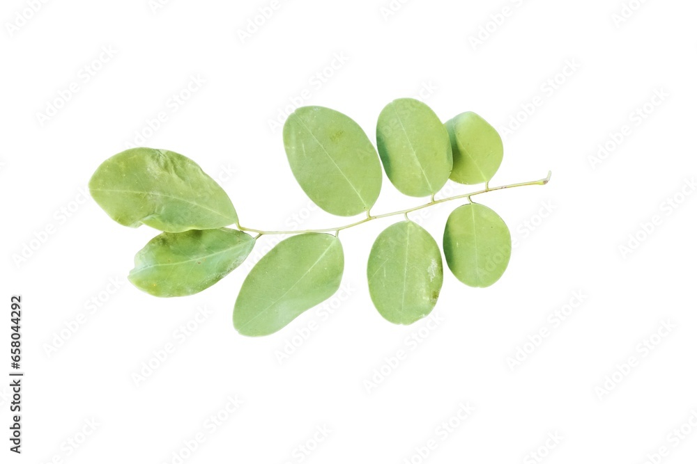 leaves on a white background leaves on a white background