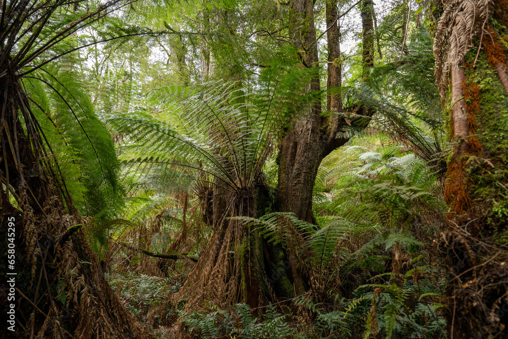 Naklejka premium Step into the lush embrace of the Australian rainforest, where vibrant green vegetation flourishes, creating a serene and verdant paradise for nature lovers and explorers.